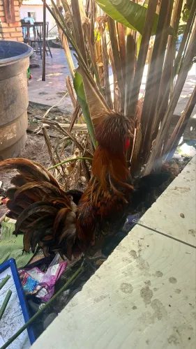 Galo polonês de chifre 