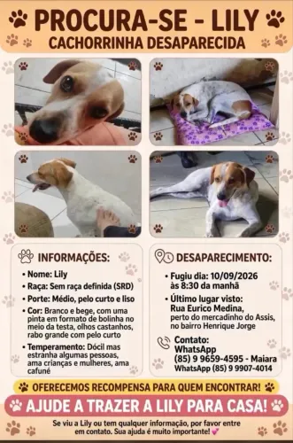 Procura se essa cachorrinha TEM RECOMPENSA