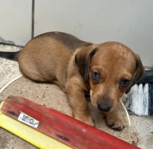 Salsisha fêmea com 50 dias vermifugada