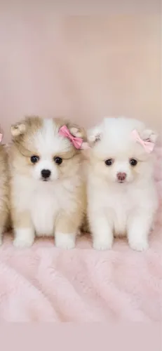 Spitz alemão ( Lulu da Pomerania ) apaixone se