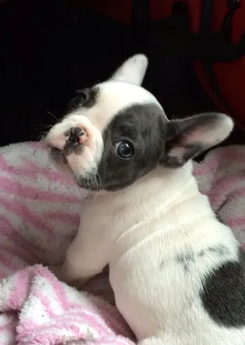 Buldogue francês macho puro