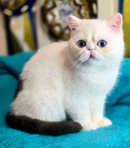 Filhote de gato exótico
