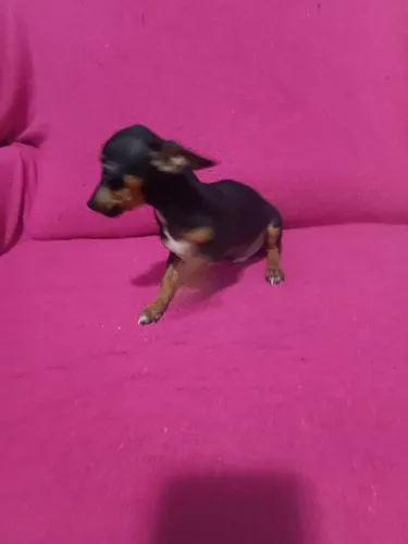 Pinscher zero macho com 4 meses pai e mãe zero 