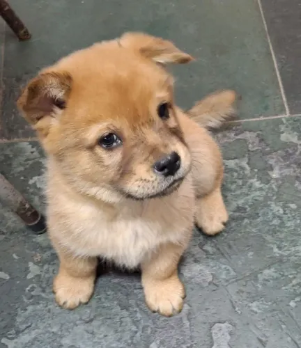Filhotes Chowchow