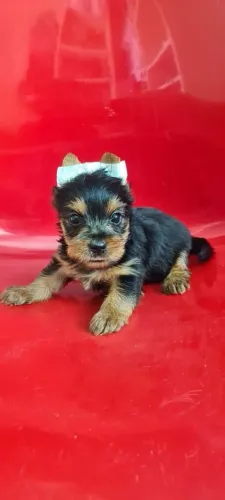Filhote de Yorkshire Terrier