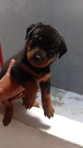vende-se filhote de rottweiler