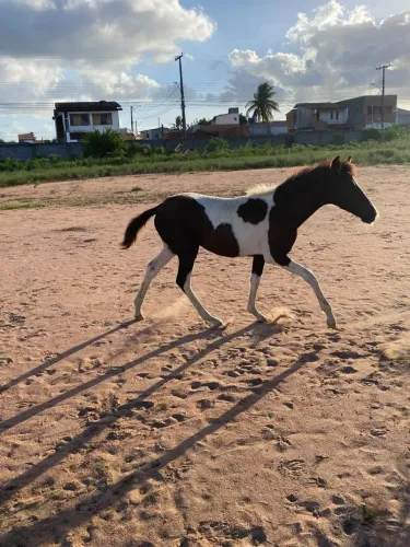 Potra pampa de preto 9 meses puro sangue Manga larga