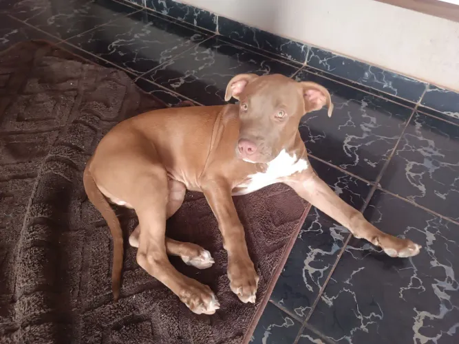 FILHOTE DE PITBULL COM PITMONSTER