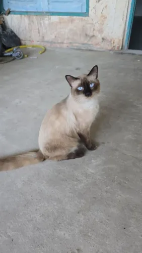 Gato siamês macho