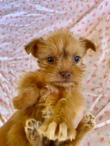 Vendo filhote shih tzu com pinscher