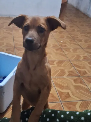 Estou doando esse cachorro macho porte pequeno tem 6 meses ama brincar com criança 