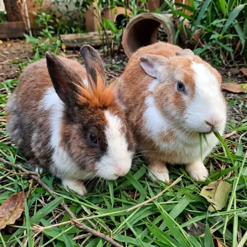 Casal de Coelhos