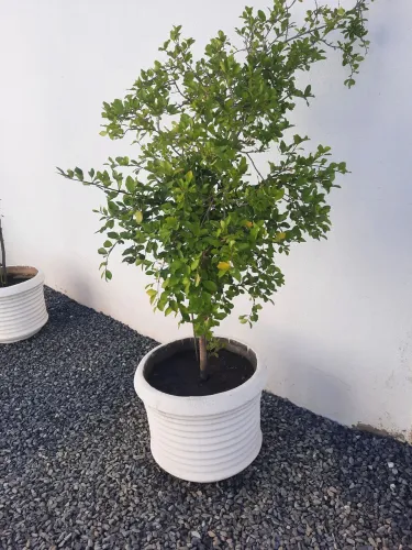Plantas