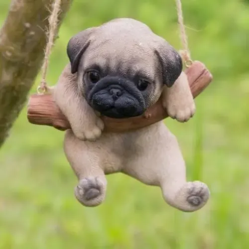Pug filhote  respiração que adoramos 