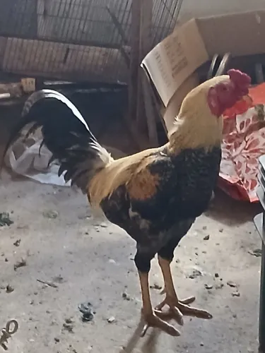 Galo mestiço
