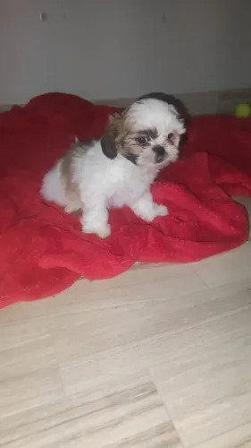 Shitzu micro macho