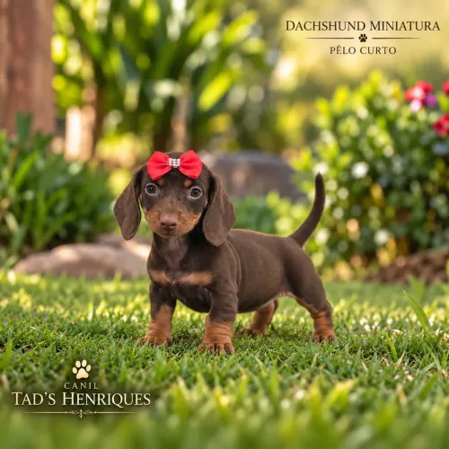 DACHSHUND MINIATURA  - Lindas Meninas- Chocolate