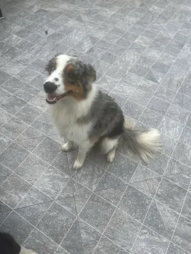 Border collie 2 anos