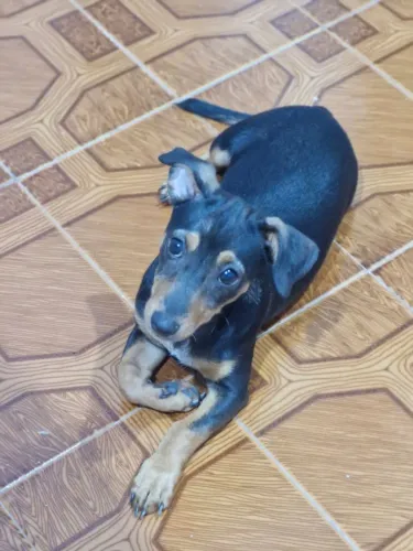 Doação de filhote
