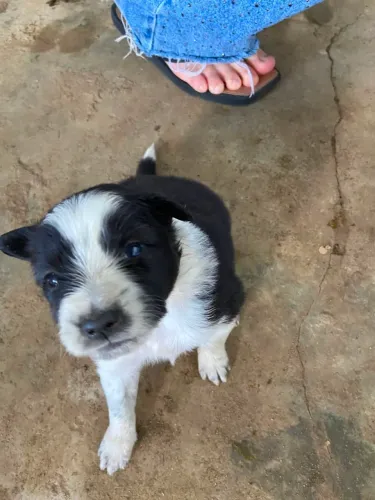Border Collie de raça pura 