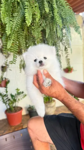 Spitz Alemão lindo demais