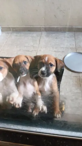 3 filhotes vira lata pra doação