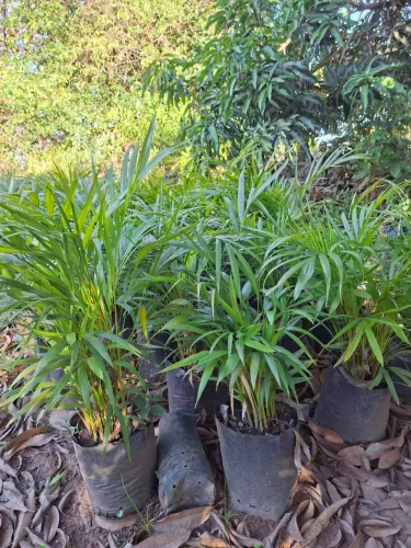 Palmeira areca bambu