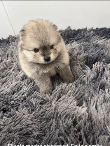 Apresentamos esse lindo filhote de Spitz Alemão!