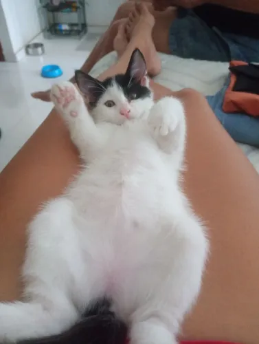 Gatinha para adoção responsável