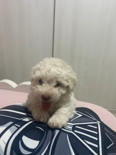 Cachorro Poodle Toy Macho e fêmea pelagem branca 