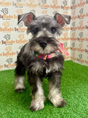 Schnauzer Fêmea 