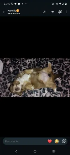 Fêmea shih Tzu