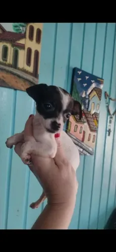 Pinscher menina pintada 60 dias