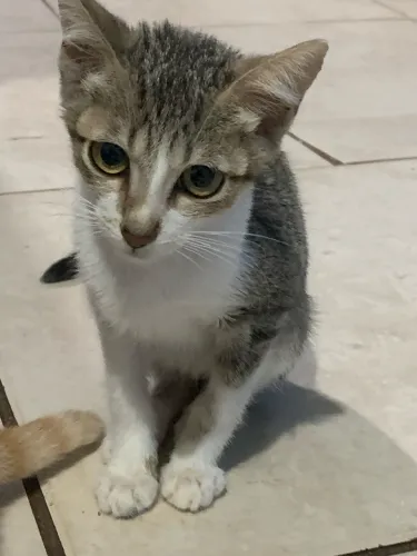 Doa-se 2 gatinhos machos