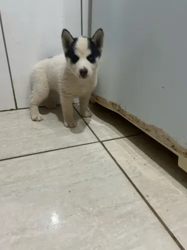 Filhotes de Husk siberiano