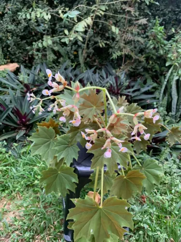 Planta
