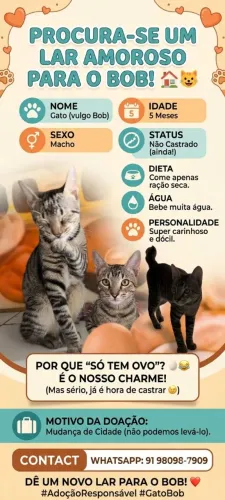 Doação do gato Bob (só tem é ovo kk)