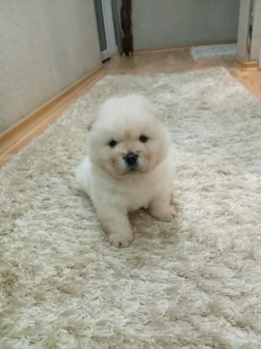 Chow Chow - Últimos Filhotes | WhatsApp Agora