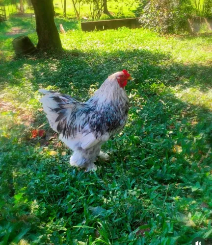 Ovos férteis de Brahma Splash