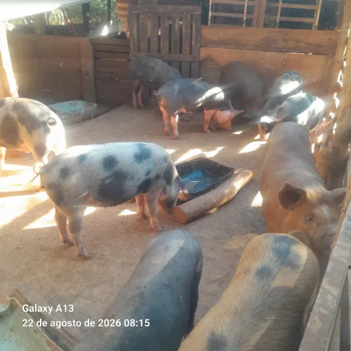 Porco caipira