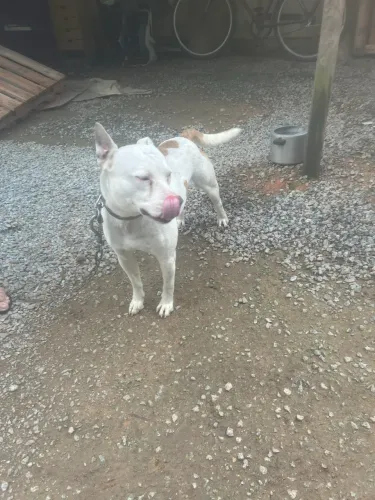 Doação cachorro