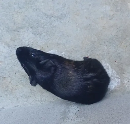 Porquinho da índia machinho/Inglês/Americano