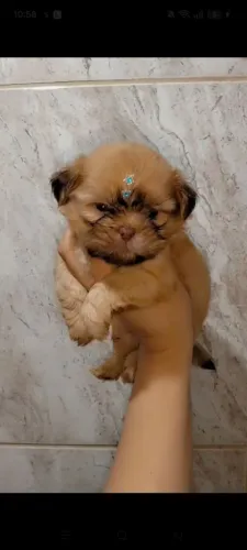 Shih Tzu macho micrissimo chocolate olhos verdes