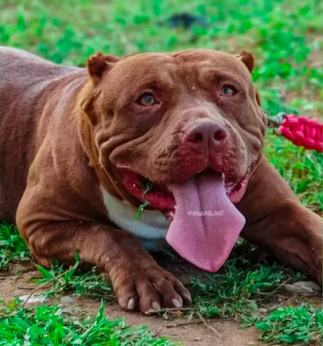Pit Monster Fêmea alto padrão gen tri Pedigree Ibc 