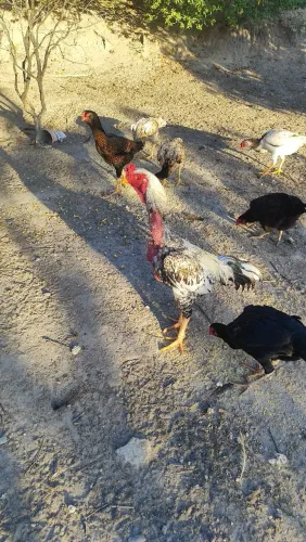 Vende-se galinha Índia, galo índio e um Peru macho,