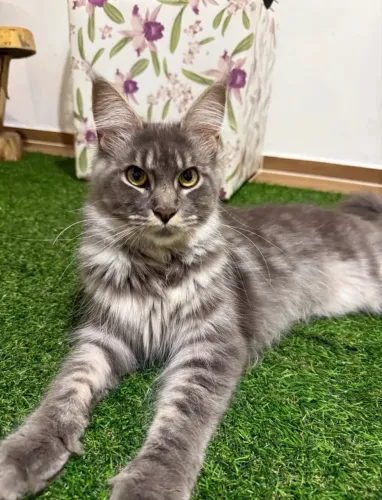 Linda Gata Maine Coon Adulta