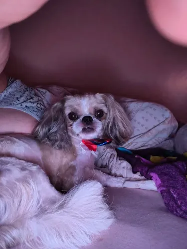 Procuro enamorada