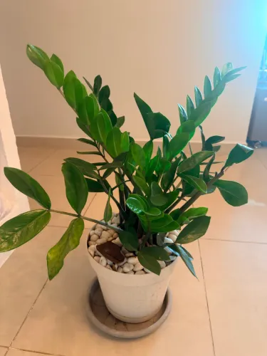 Zamioculca grande com vaso
