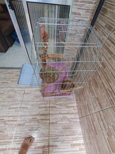 Vendo viveiro para pássaros