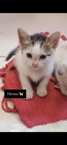 Gatinho para adoção 